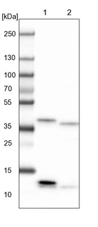 Lane 1: NIH-3T3 cell lysate (Mouse embryonic fibroblast cells)_br/_Lane 2: NBT-II cell lysate (Rat Wistar bladder tumour cells)