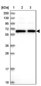 Anti-TCP11L2 Antibody