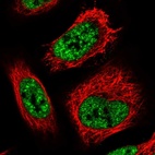 Immunofluorescent staining of human cell line U-2 OS shows localization to nuclear speckles.
