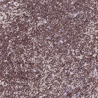 Anti-THAP11 Antibody