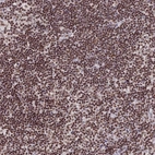 Anti-THAP11 Antibody