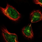 Immunofluorescent staining of human cell line U-2 OS shows localization to nucleoplasm & cytokinetic bridge.