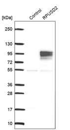 Western blot analysis in control (vector only transfected HEK293T lysate) and RPUSD2 over-expression lysate (Co-expressed with a C-terminal myc-DDK tag (~3.1 kDa) in mammalian HEK293T cells, LY407683).