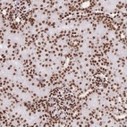 Anti-HIST1H2BD Antibody