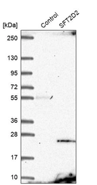 Western blot analysis in control (vector only transfected HEK293T lysate) and SFT2D2 over-expression lysate (Co-expressed with a C-terminal myc-DDK tag (~3.1 kDa) in mammalian HEK293T cells, LY404531).