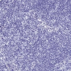 Immunohistochemical staining of human lymph node shows no positivity in non-germinal center cells as expected.