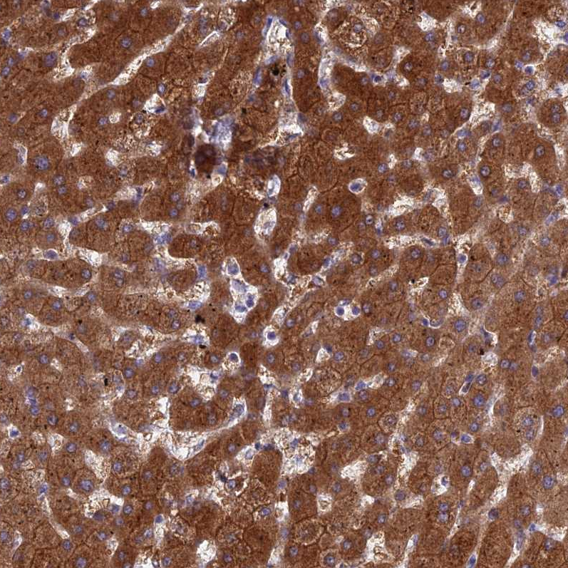 Anti-BCL2L10 Antibody