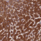 Anti-BCL2L10 Antibody