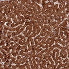 Anti-COX17 Antibody