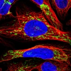 Immunofluorescent staining of human cell line U-2 OS shows localization to mitochondria.