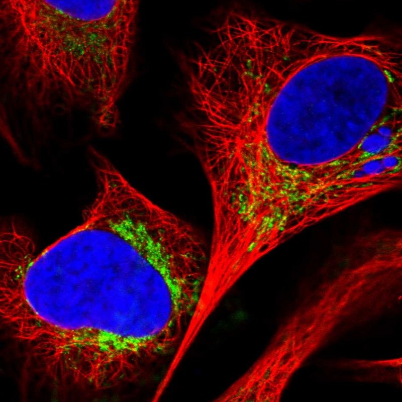 Anti-C18orf63 Antibody