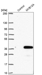 Western blot analysis in control (vector only transfected HEK293T lysate) and MVB12A over-expression lysate (Co-expressed with a C-terminal myc-DDK tag (~3.1 kDa) in mammalian HEK293T cells, LY408663).