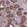 Anti-PYGO1 Antibody
