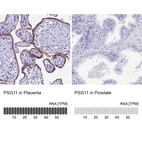 Anti-PSG11 Antibody