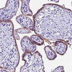 Immunohistochemical staining of human placenta shows high expression.