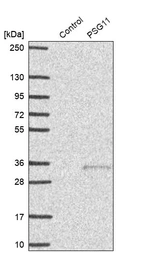 Western blot analysis in control (vector only transfected HEK293T lysate) and PSG11 over-expression lysate (Co-expressed with a C-terminal myc-DDK tag (~3.1 kDa) in mammalian HEK293T cells, LY404371).