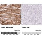 Anti-PAM Antibody