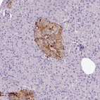 Immunohistochemical staining of human pancreas shows strong cytoplasmic positivity in islets of Langerhans.