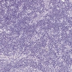 Immunohistochemical staining of human lymph node shows no positivity in non-germinal center cells as expected.