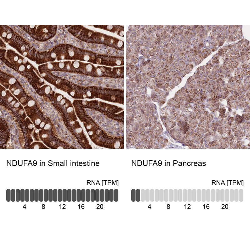 Anti-NDUFA9 Antibody