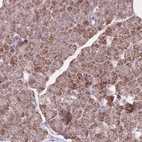 Anti-NDUFA9 Antibody
