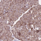 Immunohistochemical staining of human pancreas shows low expression as expected.