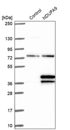 Western blot analysis in control (vector only transfected HEK293T lysate) and NDUFA9 over-expression lysate (Co-expressed with a C-terminal myc-DDK tag (~3.1 kDa) in mammalian HEK293T cells, LY401557).