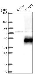 Western blot analysis in control (vector only transfected HEK293T lysate) and SLC2A6 over-expression lysate (Co-expressed with a C-terminal myc-DDK tag (~3.1 kDa) in mammalian HEK293T cells, LY402605).