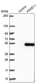 Anti-PSMD11 Antibody