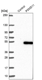 Western blot analysis in control (vector only transfected HEK293T lysate) and PSMD11 over-expression lysate (Co-expressed with a C-terminal myc-DDK tag (~3.1 kDa) in mammalian HEK293T cells, LY419095).