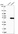 Anti-PSMD11 Antibody