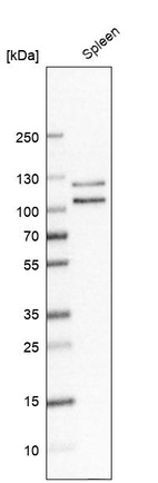 Western blot analysis in human spleen tissue.
