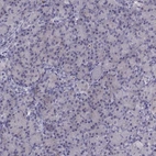 Immunohistochemical staining of human pancreas shows low expression as expected.