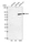 Anti-ASH2L Antibody