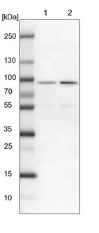 Lane 1: NIH-3T3 cell lysate (Mouse embryonic fibroblast cells)_br/_Lane 2: NBT-II cell lysate (Rat Wistar bladder tumour cells)