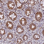 Immunohistochemical staining of human rectum shows strong cytoplasmic granular positivity in glandular cells.