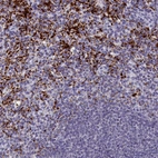 Anti-AIFM2 Antibody