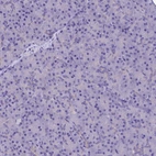 Immunohistochemical staining of human pancreas shows no positivity in exocrine glandular cells as expected.