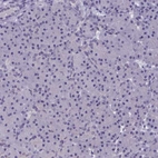 Immunohistochemical staining of human pancreas shows no cytoplasmic positivity in exocrine glandular cells.