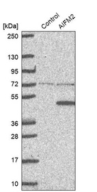 Western blot analysis in control (vector only transfected HEK293T lysate) and AIFM2 over-expression lysate (Co-expressed with a C-terminal myc-DDK tag (~3.1 kDa) in mammalian HEK293T cells, LY403212).