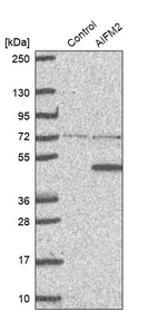 Western blot analysis in control (vector only transfected HEK293T lysate) and AIFM2 over-expression lysate (Co-expressed with a C-terminal myc-DDK tag (~3.1 kDa) in mammalian HEK293T cells, LY403212).