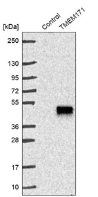 Western blot analysis in control (vector only transfected HEK293T lysate) and TMEM171 over-expression lysate (Co-expressed with a C-terminal myc-DDK tag (~3.1 kDa) in mammalian HEK293T cells, LY406606).