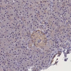 Immunohistochemical staining of human pancreas shows weak cytoplasmic positivity in islets of Langerhans.