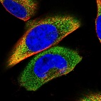 Immunofluorescent staining of human cell line U-251 MG shows localization to cytosol.