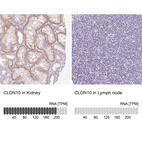 Anti-CLDN10 Antibody