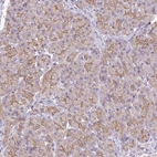 Immunohistochemical staining of human pancreas shows moderate membranous positivity in exocrine glandular cells.