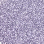 Immunohistochemical staining of human lymph node shows no positivity in non-germinal center cells as expected.
