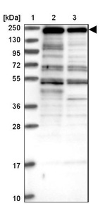 Anti-ZNF646 Antibody