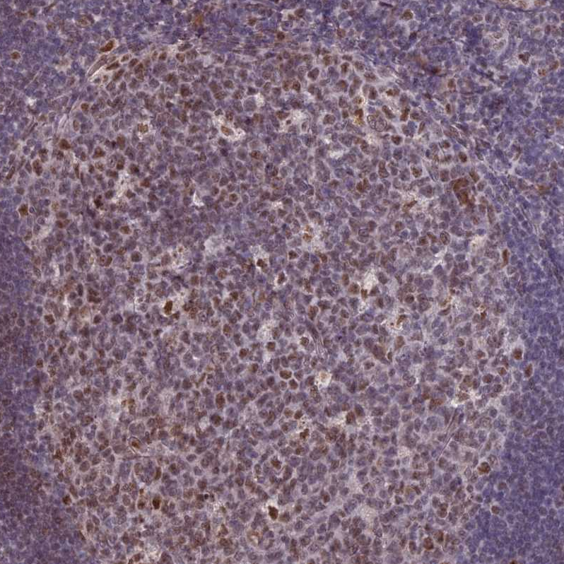 Anti-MFAP1 Antibody