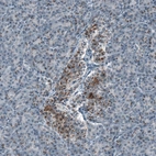 Immunohistochemical staining of human pancreas shows moderate granular cytoplasmic positivity in islets of Langerhans.